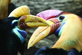 Zoborožec přilbový úspěšně odchován v České republice