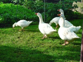 Růst a dospívání drůbeže