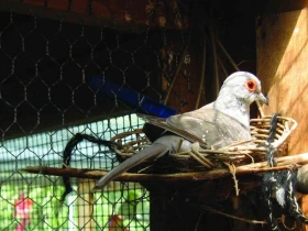 Chov holoubka diamantového v hejnu