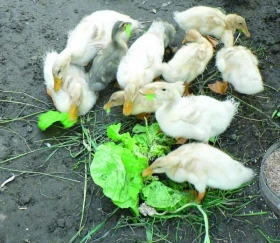 Růst a dospívání drůbeže