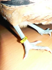 Růst a dospívání drůbeže