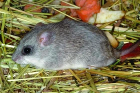 Krysa kapinicová (Thallomys paedulcus)