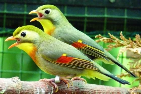 Voliérový chov timálií čínských