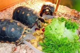 Chov želvy uhlířské Geochelone carbonaria