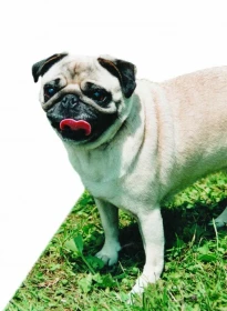 Mops