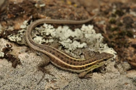 Herpetofauna na pomezí Evropy a Anatólie – dokončení
