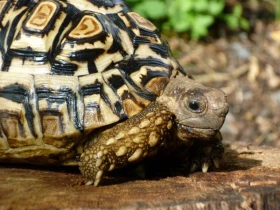 Želva pardálí – chov a odchov