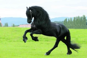 Černý krasavec Baron