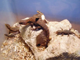 Rozmnožení kruhochvostů (Cordylus tropidosternum)