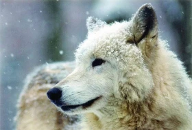 Psí konverzace – část 1. Klíč k tajemství psího jazyka