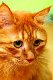 Od kotěte ke kočce