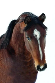 Holandský teplokrevník – KWPN