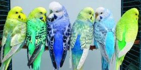 Duhová andulka – miniseriál 2. část