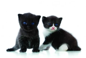 Jak vybrat tu pravou