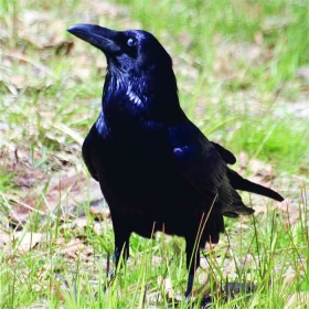 Měkkožraví chovanci našich voliér, Pěvci (Passeriformes) 5, Krkavcovití (Corvidae)