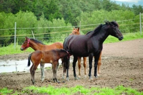 Hrátky se hříbátky 6.