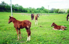 Hrátky se hříbátky 7.