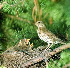 Drozd zpěvný – Turdus philomelos - Brehm, 1831