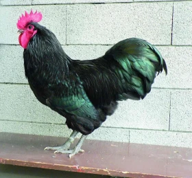 Australky