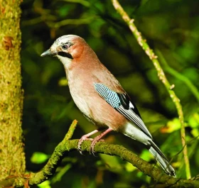 Měkkožraví chovanci našich voliér, Pěvci (Passeriformes) 5, Krkavcovití (Corvidae) 2