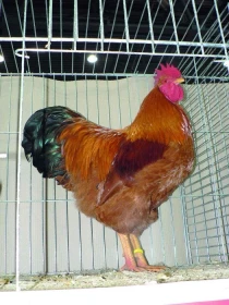 Hempšírky