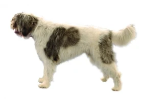 Rumunský ovčák – mioritic