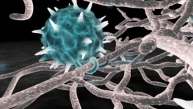 Dermatitidy v chovech morčat – vliv mikroorganismu Pythium oligandrum