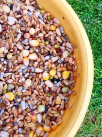 „Máčené“ – velmi dobré doplňkové krmivo