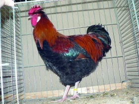 Sulmtálky