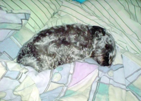 Hnisavý zánět dělohy – pyometra