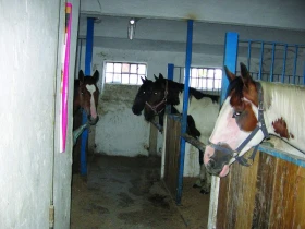 Kůň v pohodě, Díl 38.: Život podle zákona