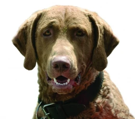 Chesapeake bay retriever