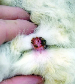 Základy králíkářství v otázkách a odpovědích – IX. Jaká jsou nejčastější bakteriální onemocnění u králíků a jak jim čelit?