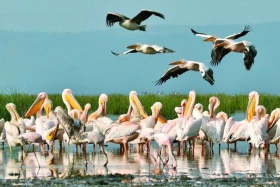 Ptačí svět Nakuru a Bogorie