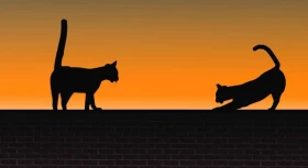 Venkovní šarvátky koček