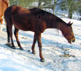 Koňský domácí lékař 6: Chřipka, rýma, kašel