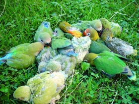 Umělé doplňky v chovu papoušků, ano či ne?