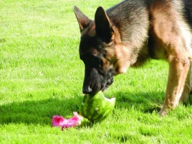 Přirozené prosazování autority psovoda