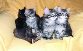 Norská lesní kočka