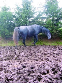 Koňský domácí lékař 9: Stroupky na nohách