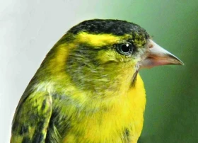 Čížek lesní Carduelis (Spinus) spinus (Linnaeus, 1758)