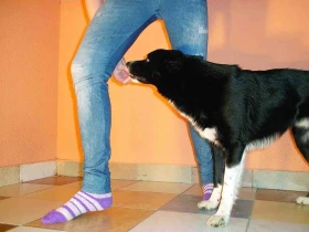 Psí Star Dance – část 6. Nenuďte se a naučte se