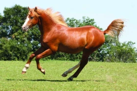 Fotografujeme koně pro inzerát