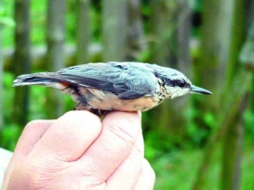 Brhlík lesní Sitta europaea (Linnaeus, 1758)