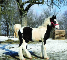 Drum horse Skromný velikán z kráľovského dvora