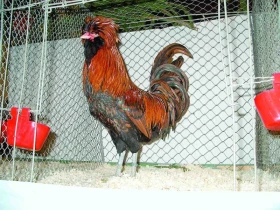 Paduánky