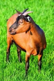 Chov zakrslých koz – holandského typu