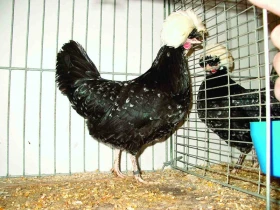 Holandské chocholaté slepice