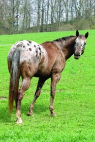 Puntíkaté potěšení