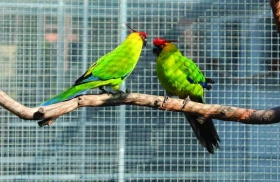 Papoušek chocholatý